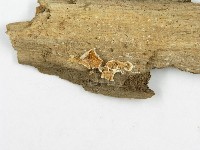 登錄號:F0010722藏品圖，第3張