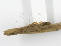 登錄號:F0010722藏品圖，第4張