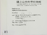 小菇屬藏品圖，第2張