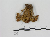 小菇屬藏品圖，第1張