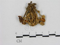 小菇屬藏品圖，第3張