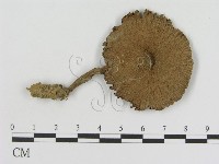 登錄號:F0010725藏品圖，第1張