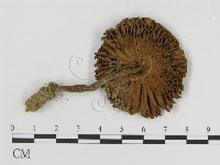 登錄號:F0010725藏品圖，第3張