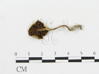 登錄號:F0010727藏品圖，第3張