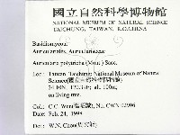 毛木耳藏品圖，第2張