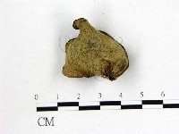 毛木耳藏品圖，第3張