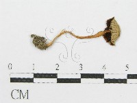 登錄號:F0010729藏品圖，第1張