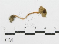 登錄號:F0010729藏品圖，第3張