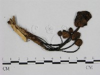 登錄號:F0010730藏品圖，第1張