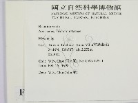 小菇屬藏品圖，第2張