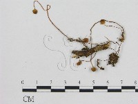 小菇屬藏品圖，第1張