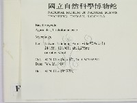 小菇屬藏品圖，第2張