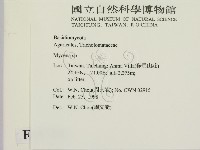 小菇屬藏品圖，第2張