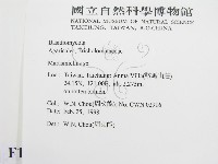 微皮傘屬藏品圖，第2張