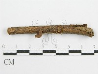 微皮傘屬藏品圖，第3張