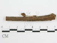 微皮傘屬藏品圖，第4張