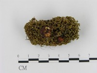 登錄號:F0010738藏品圖，第3張