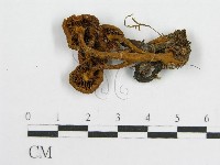 登錄號:F0010739藏品圖，第1張