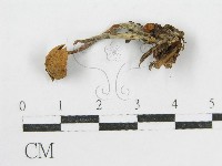 登錄號:F0010740藏品圖，第1張