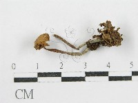 登錄號:F0010740藏品圖，第3張