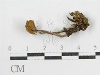 登錄號:F0010740藏品圖，第4張