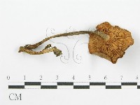 登錄號:F0010741藏品圖，第1張