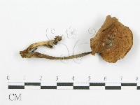 登錄號:F0010741藏品圖，第3張