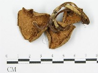 登錄號:F0010741藏品圖，第4張