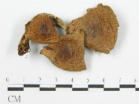 登錄號:F0010741藏品圖，第5張