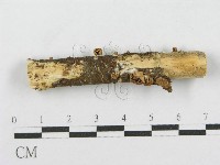 登錄號:F0010743藏品圖，第1張