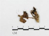 登錄號:F0010744藏品圖，第3張