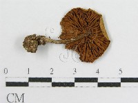 登錄號:F0010745藏品圖，第1張