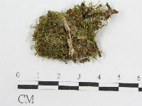 登錄號:F0010746藏品圖，第1張