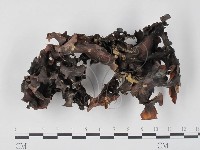 登錄號:F0010748藏品圖，第1張