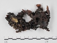 登錄號:F0010748藏品圖，第3張