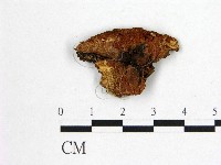 花耳屬藏品圖，第1張