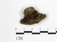 花耳屬藏品圖，第3張