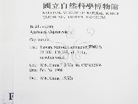 鬼傘屬藏品圖，第2張