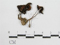 鬼傘屬藏品圖，第1張