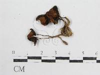 鬼傘屬藏品圖，第3張