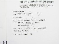 鬼傘屬藏品圖，第2張