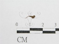 鬼傘屬藏品圖，第1張