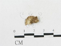 登錄號:F0010759藏品圖，第1張