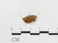 登錄號:F0010759藏品圖，第3張