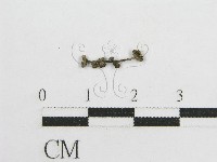 微皮傘屬藏品圖，第1張