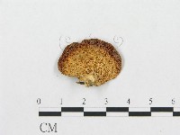登錄號:F0010762藏品圖，第1張