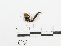 登錄號:F0010766藏品圖，第3張