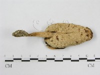 登錄號:F0010767藏品圖，第1張