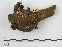 鬼傘屬藏品圖，第1張