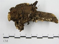 鬼傘屬藏品圖，第3張